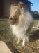 Lassie posílá pozdrav z nového domova.